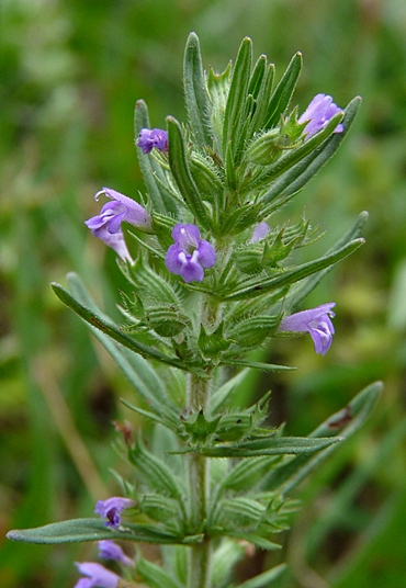 {Hedeoma hispida}